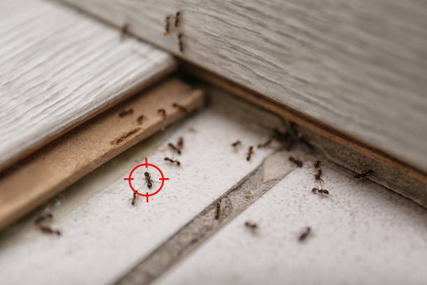 Best Pest Removal Services  in Sullivan, MO
