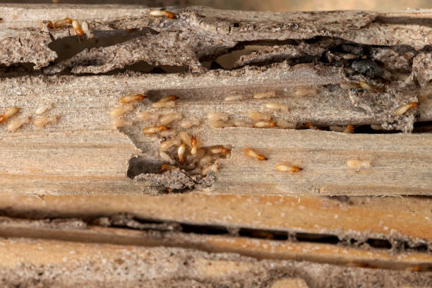 Best Local Pest Control Services  in Sullivan, MO